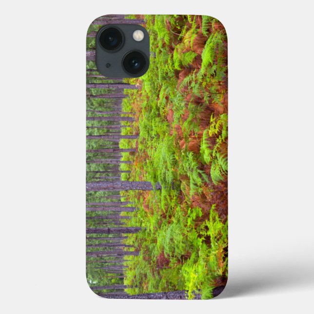 Aumento do Paraqueíte (Pteridium Aquilinum) (Verso)