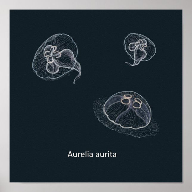 Aurelia aurita Poster educacional (Frente)