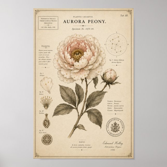 Aurora Peony Impressão do Museu Botânico Vitoriano (Frente)