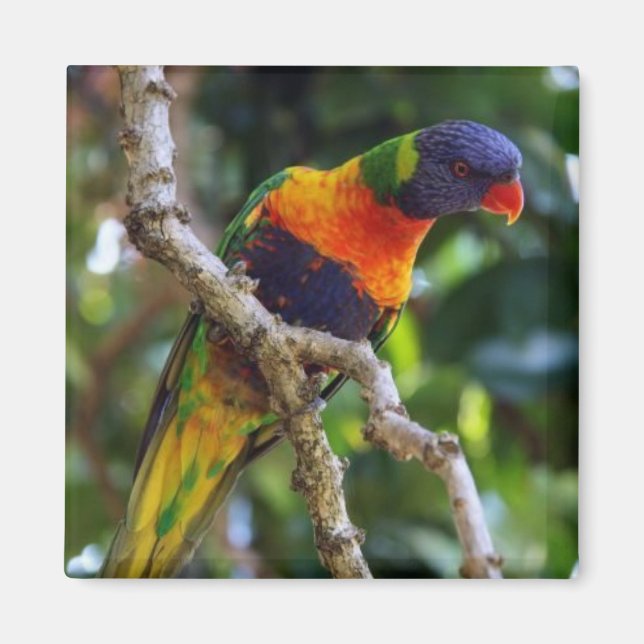 Austrália: Íman de geladeira de pássaros Lorikeet (Frente)