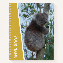 Austrália Koala em uma árvore Eucalyptus, Dourada
