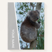 Austrália Koala em uma árvore Eucalyptus, prata