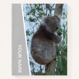 Austrália Koala em uma árvore Eucalyptus, prata