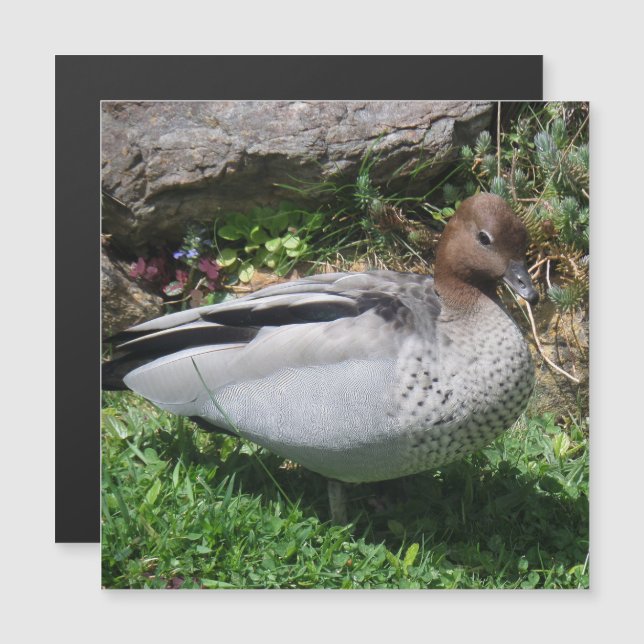 Australian Wood Duck in Tranquil Garden Magnet (Frente/Verso)