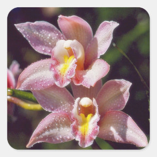 Autocolante Cymbidium Orchid