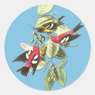 Autocolante de aranha-branca