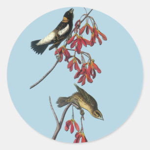 Autocolante de Artes de Aves