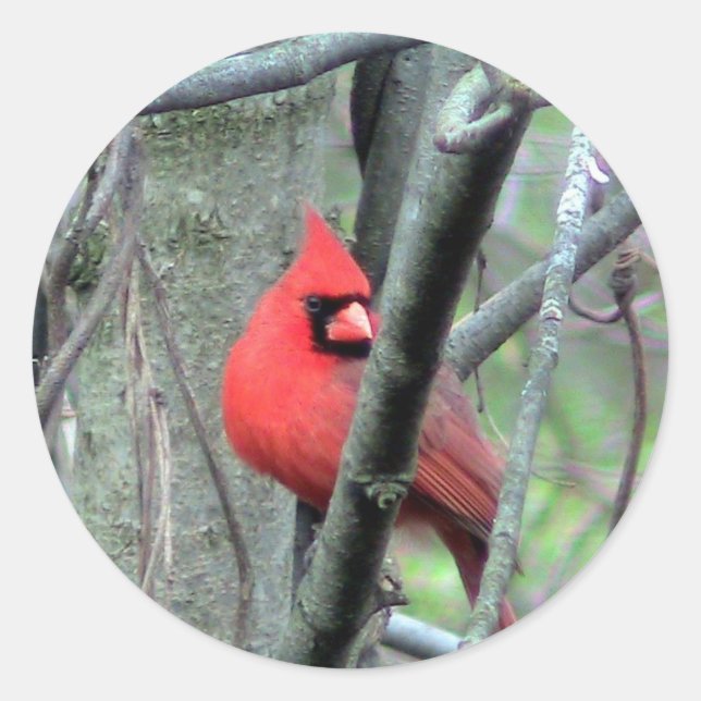 Autocolante de Foto Cardinal (Frente)