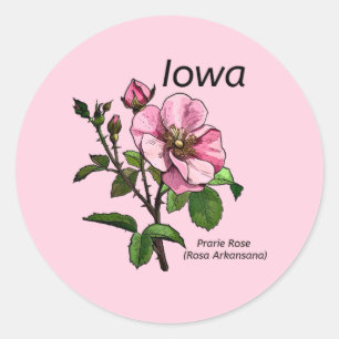 Autocolante de Iowa State