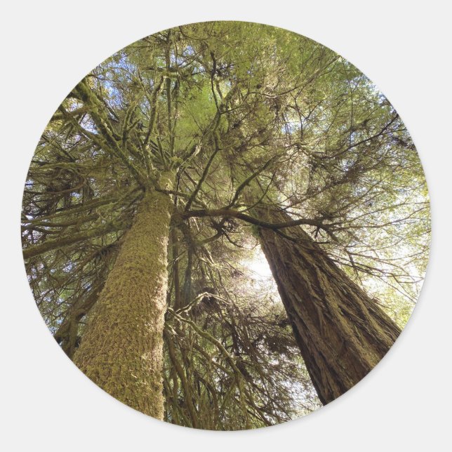 Autocolante de Sequoias Vermelhas Gigante (Frente)