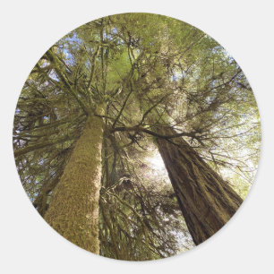 Autocolante de Sequoias Vermelhas Gigante