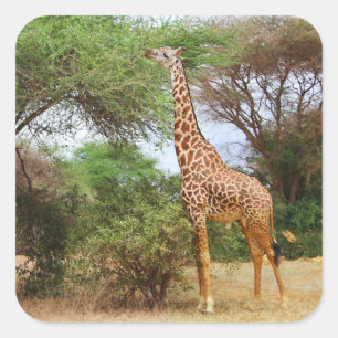 Autocolante Maasai Giraffe