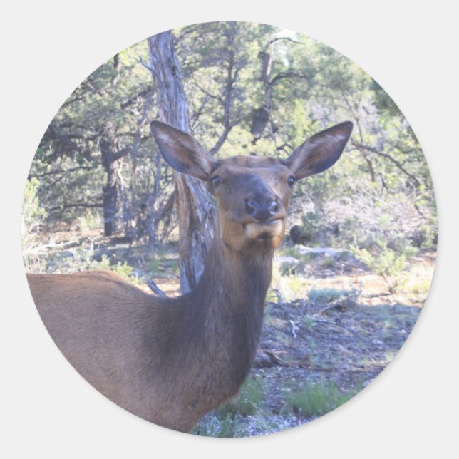 Autocolantes (Frente)