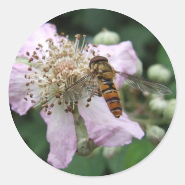 Autocolantes (Frente)