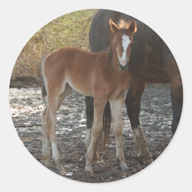 Autocolantes (Frente)