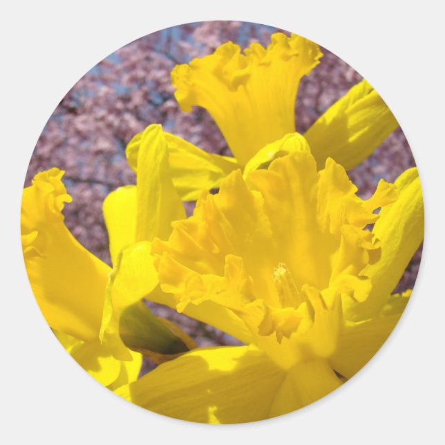 Autocolantes amarelo Daffodil Flowers (Frente)