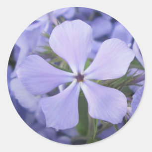 Autocolantes - Azul Phlox II