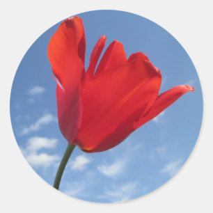Autocolantes - Céu Azul Tulipa Vermelho