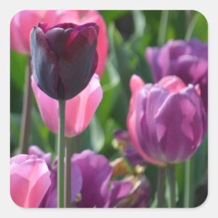 Autocolantes cor-de-rosa e púrpura