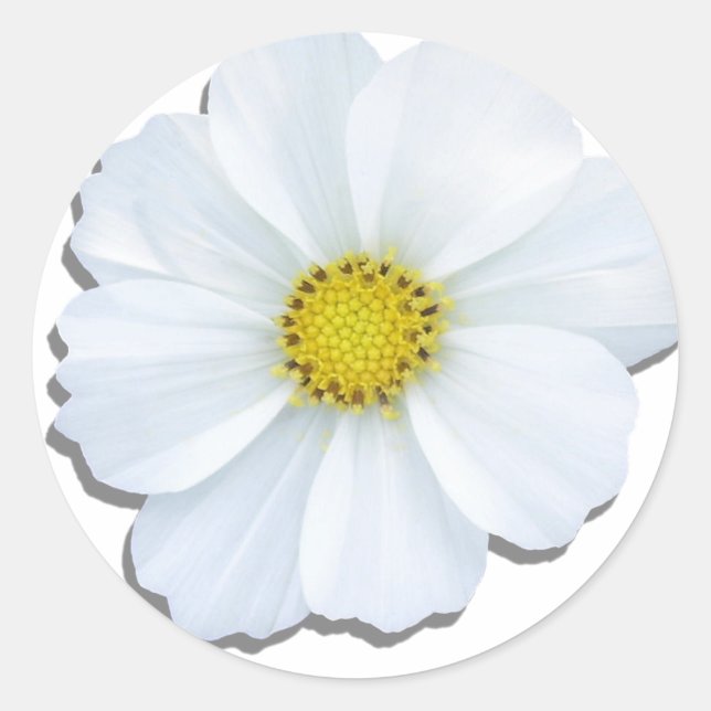 Autocolantes - Cosmos brancos (Frente)