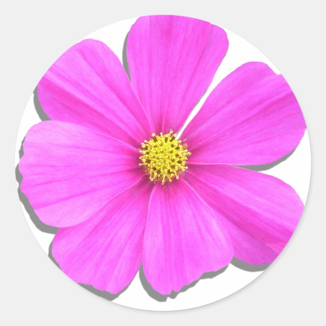 Autocolantes - Cosmos Rosa Escuro (Frente)