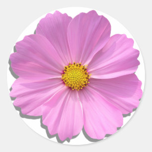 Autocolantes - Cosmos Rosa Médio