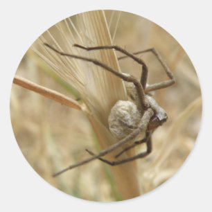 Autocolantes de aranha e ovos