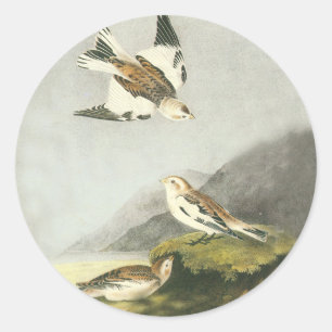 Autocolantes de areia Audubon