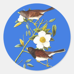Autocolantes de Artes com Pássaros Junco de Olhos