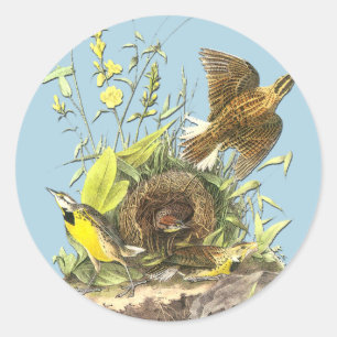 Autocolantes de Artes de Aves do Leste de Audubon