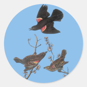 Autocolantes de Ave-Pássaro Vermelho Audubon