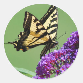 Autocolantes de borboletas