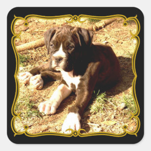 Autocolantes de cachorrinho