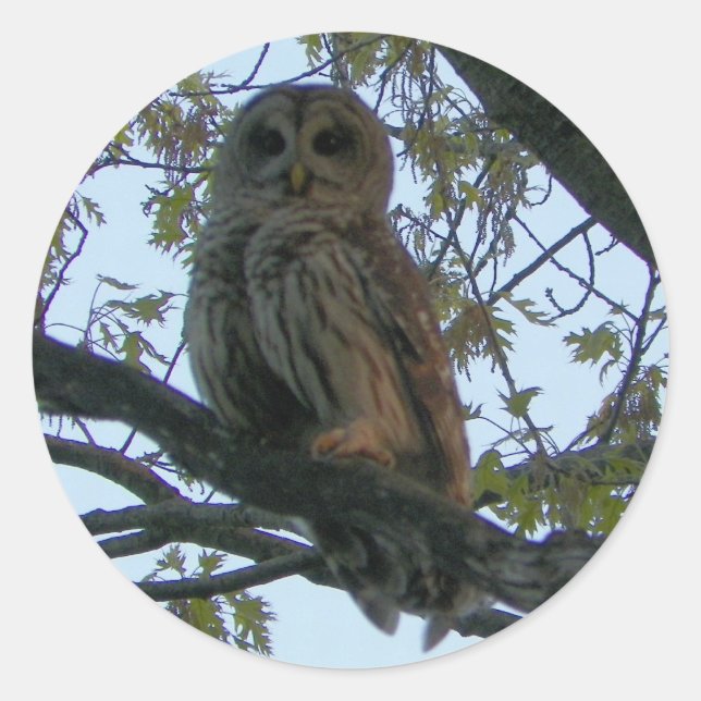Autocolantes de Coruja Barrada (Hoot Owl) (Frente)