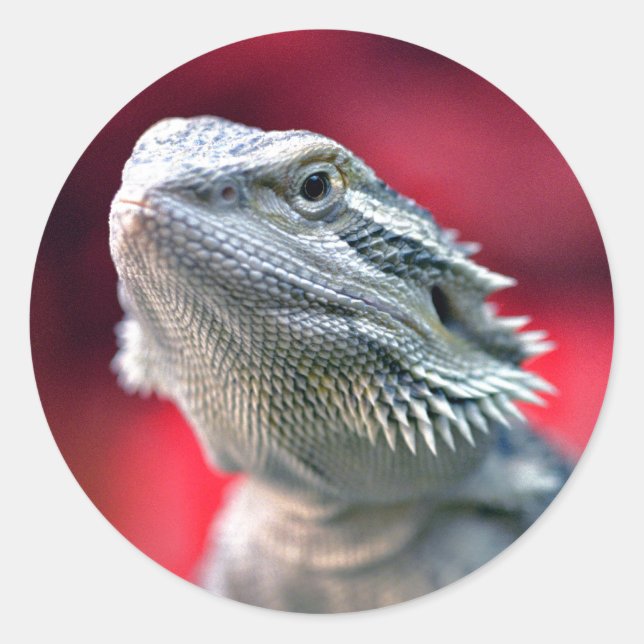 Autocolantes de Dragões (Frente)