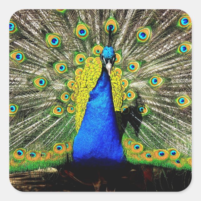 Autocolantes de Peacock (Frente)