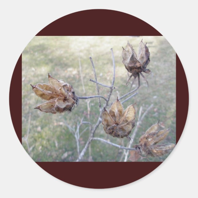 Autocolantes de sementes do Hibiscus (Frente)