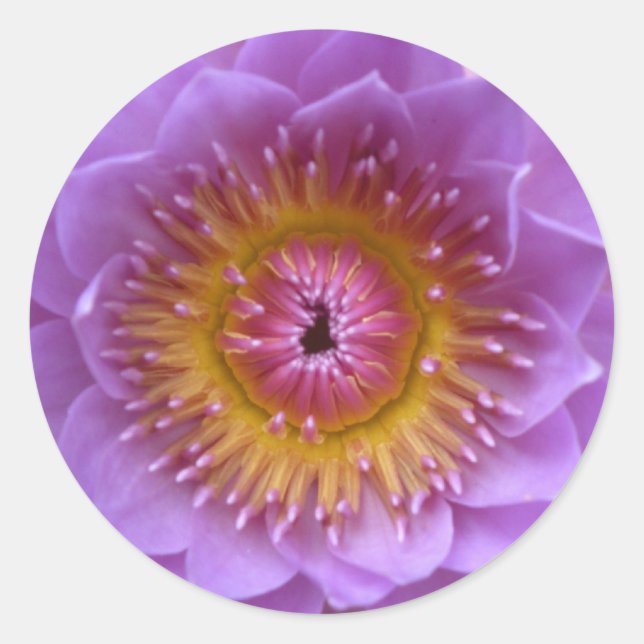 Autocolantes do Lotus (Frente)