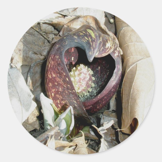 Autocolantes do Skunk Cabbage (Frente)