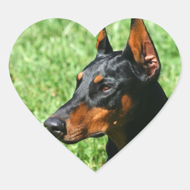 Autocolantes doberman Pinscher (Frente)