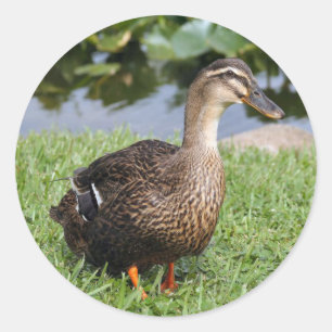 Autocolantes fotográficos redondos com patos-reai