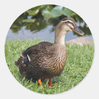 Autocolantes fotográficos redondos com patos-reais