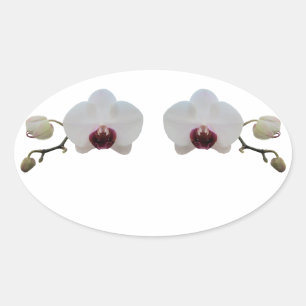 Autocolantes - Orquídea Branca Borrada