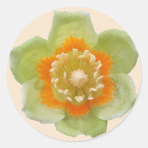 Autocolantes - Tulip Poplar Tulip na Creme
