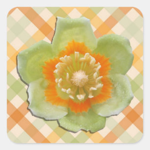 Autocolantes - Tulip Poplar Tulip nas Verificaçõ