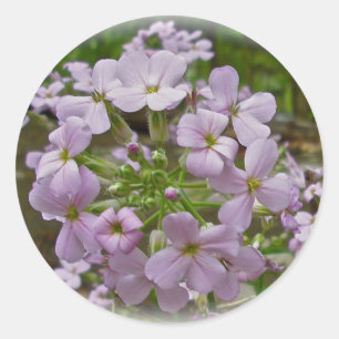 Autocolantes Wild Phlox