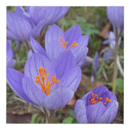Autumn Crocus