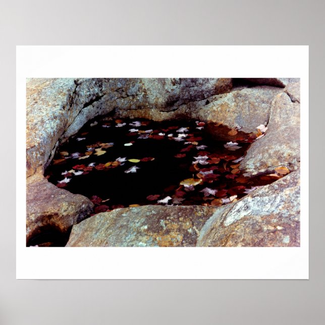 Autumn deixa em uma Poster Piscina (Frente)