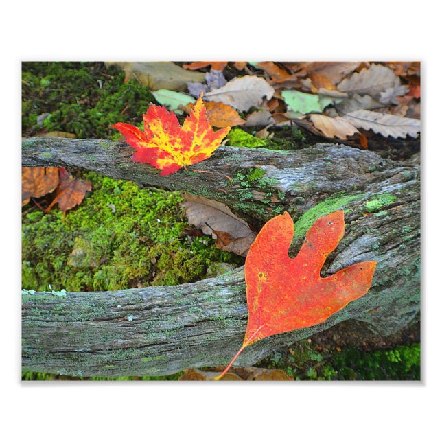 Autumn Deixa o Impressão de fotos (Frente)