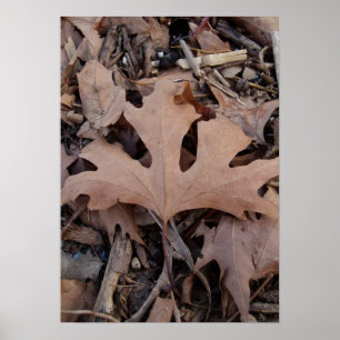 Autumn Leaf Poster Print